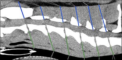 CT-Scan Based Evaluation of Dorsal-to-Ventral Ratios of Paraspinal Musculature in Chondrodystrophic and Non-chondrodystrophic Dogs